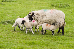 Sheep_003.jpg