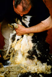 Sheep_008-2.jpg
