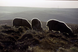 Sheep_010.jpg