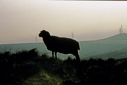 Sheep_012-2.jpg