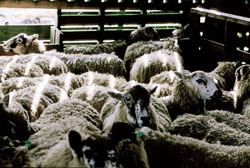 Sheep_025-2.jpg
