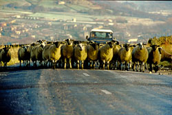 Sheep_029.jpg