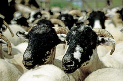 Sheep_031.jpg