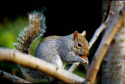 Squirrel,_Grey_002.jpg
