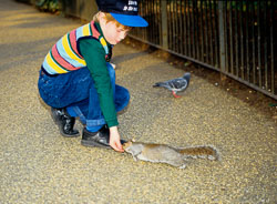 Squirrel,_Grey_007.jpg