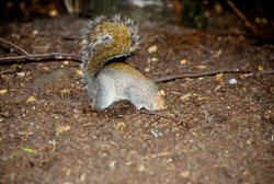Squirrel,_Grey_009.jpg