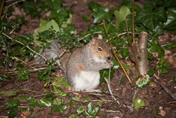 Squirrel,_Grey_012.jpg