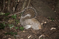Squirrel,_Grey_016.jpg