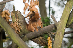 Squirrel,_Red_002.jpg