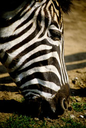 Zebra_001.jpg