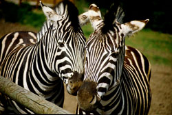 Zebra_002.jpg