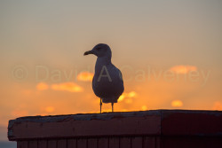 Blackpool,_Central_Pier-021.jpg
