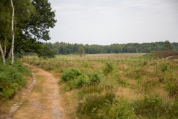 Dersingham_Bog-003.jpg