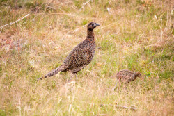 Grouse-003.jpg