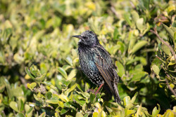 Starling-006.jpg