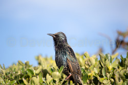 Starling-009.jpg