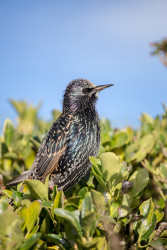 Starling-015.jpg