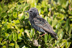 Starling-020.jpg