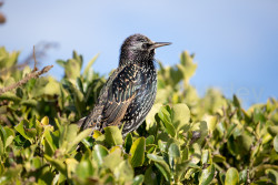 Starling-022.jpg