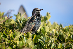 Starling-023.jpg