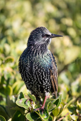 Starling-043.jpg