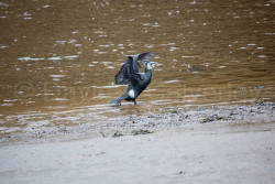 Cormorant-004.jpg