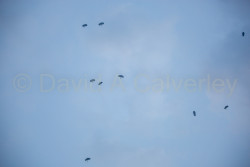Parachutists,_Sunnydene_Campsite-009.jpg