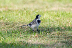 Pied_Wagtail-002.jpg
