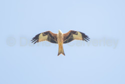 Red_Kite-023.jpg