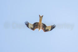 Red_Kite-025.jpg
