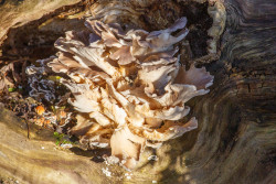 Fungus-001.jpg