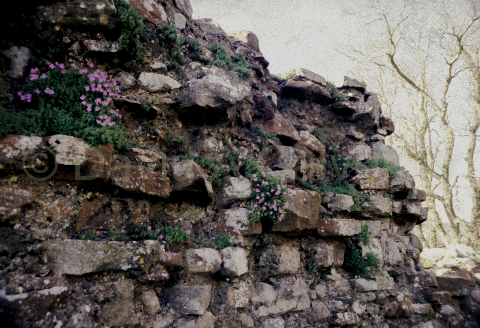 Brougham_Castle_-004.jpg