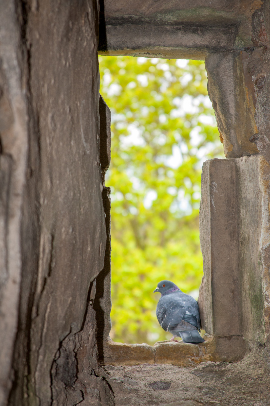 Dirleton_Castle_-030.jpg