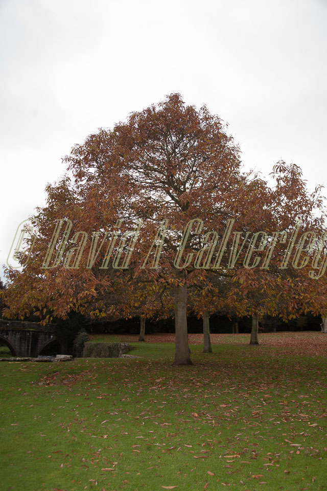 Fountain's_Abbey-161.jpg