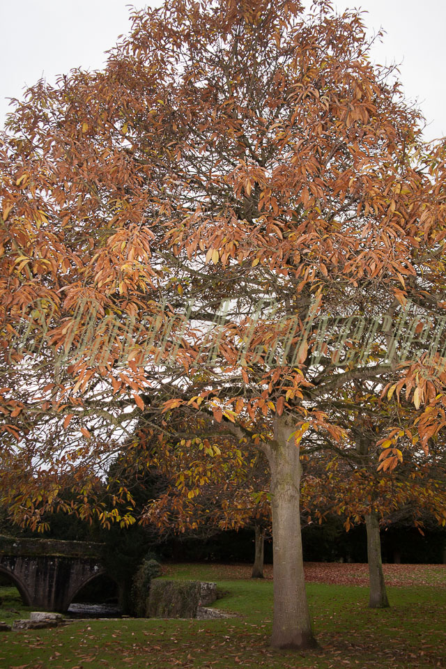 Fountain's_Abbey-163.jpg