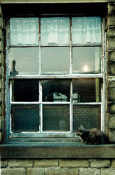 Reggies_Window_and_Cat-001.jpg