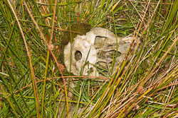 Skull,_K_2002.jpg