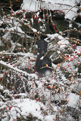 Blackbird,_Snow,_Berries_001.jpg