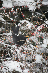 Blackbird,_Snow,_Berries_003.jpg