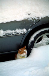 Car,_Cat,_Snow_006.jpg
