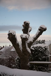 Snow,_Delves_Wood_-002.jpg