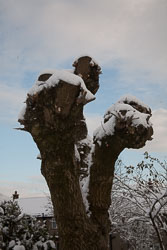 Snow,_Delves_Wood_-004.jpg