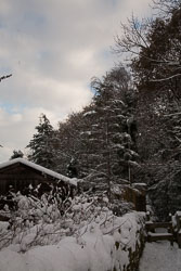 Snow,_Delves_Wood_-013.jpg