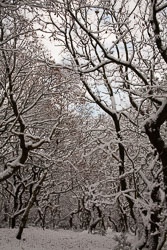 Snow,_Delves_Wood_-015.jpg