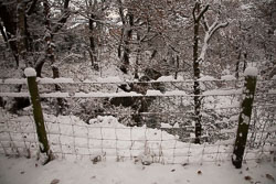 Snow,_Delves_Wood_-016.jpg