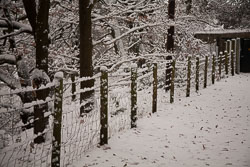 Snow,_Delves_Wood_-017.jpg