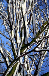 Tree,_Snow_004.jpg