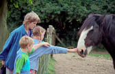 Leverton,_Lincolnshire,_Family,_Horse_014.jpg
