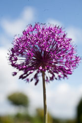 Alium-011.jpg