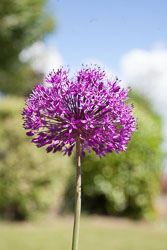 Alium-012.jpg